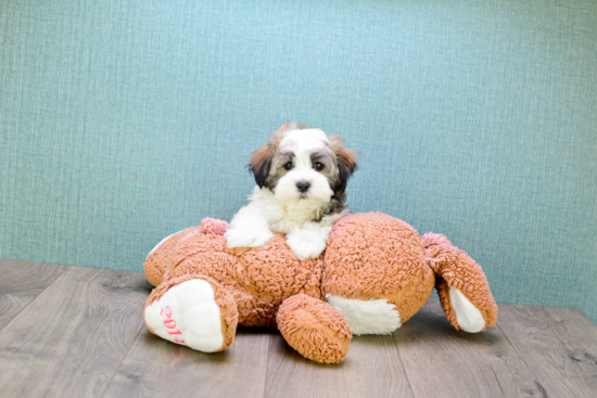 Havanese Puppy for Adoption