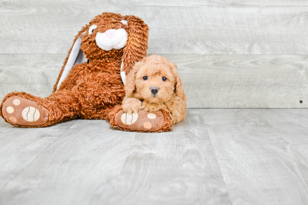 Best Cavapoo Baby