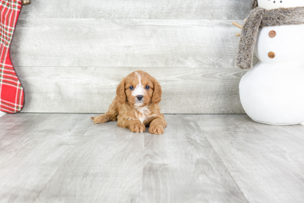 Cute Cavapoo Baby