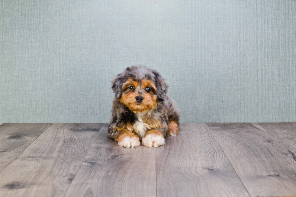 Energetic Aussiepoo Poodle Mix Puppy