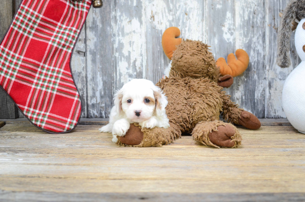 Cavapoo Puppy for Adoption