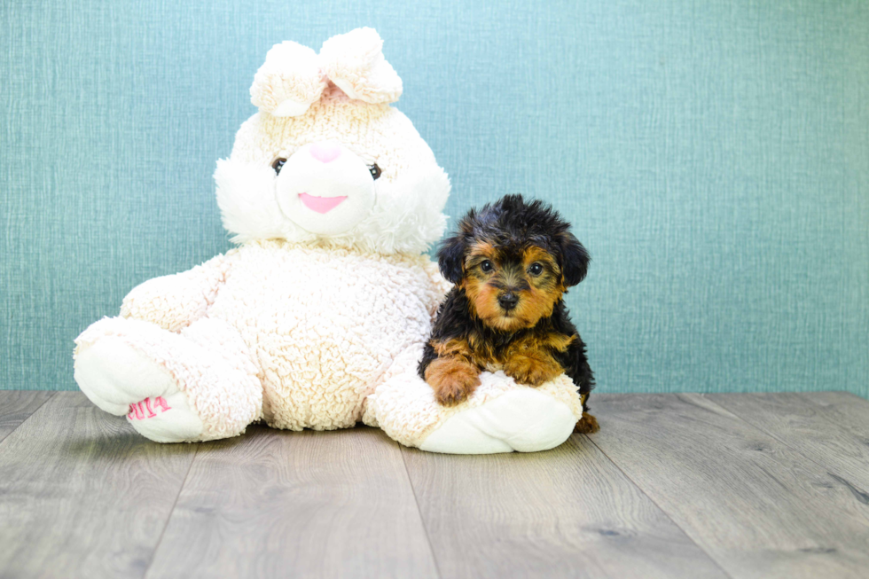 Little Yorkie Doodle Poodle Mix Puppy