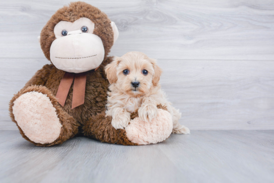 Maltipoo Puppy for Adoption