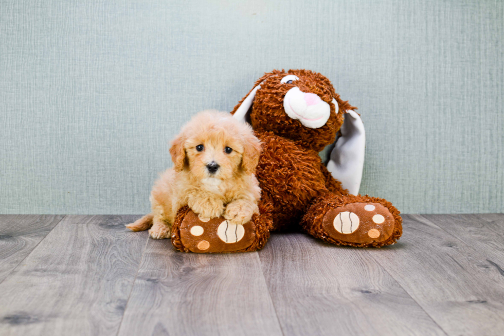 Cavachon Puppy for Adoption