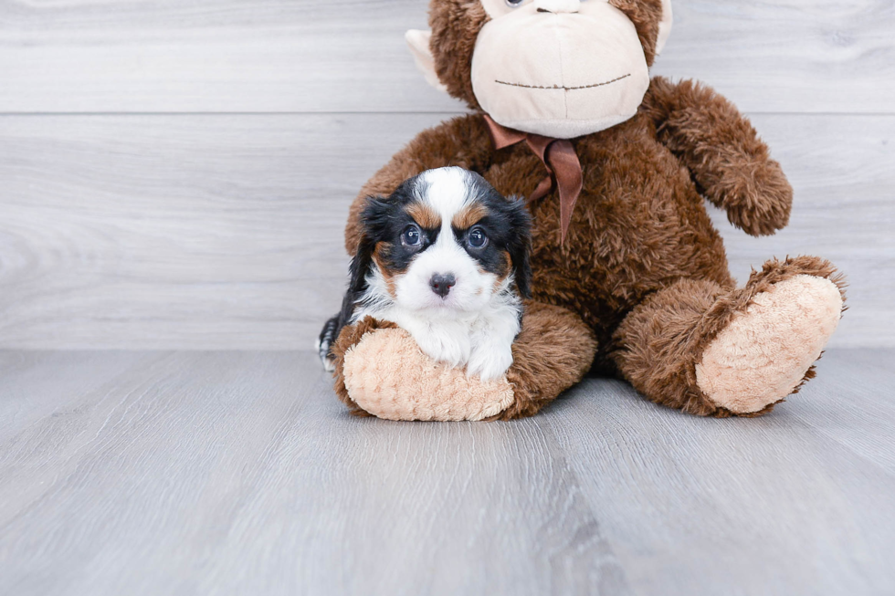 Cavalier King Charles Spaniel Pup Being Cute