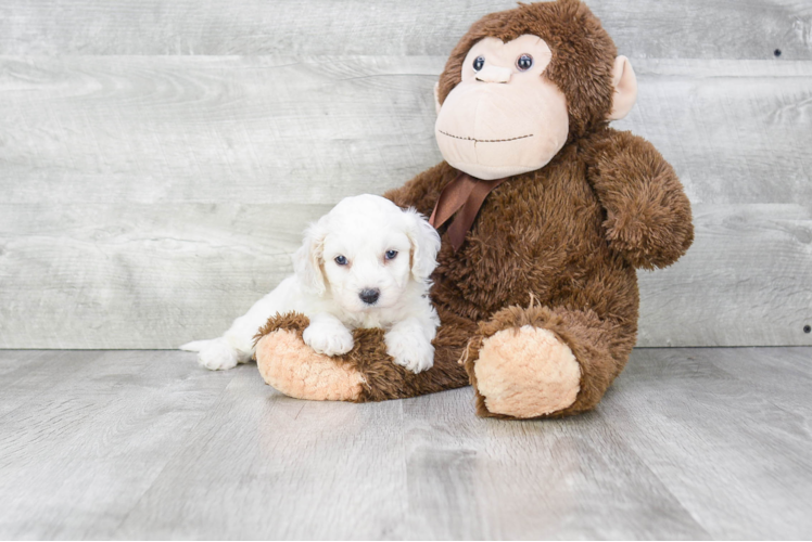 Sweet Cavachon Baby