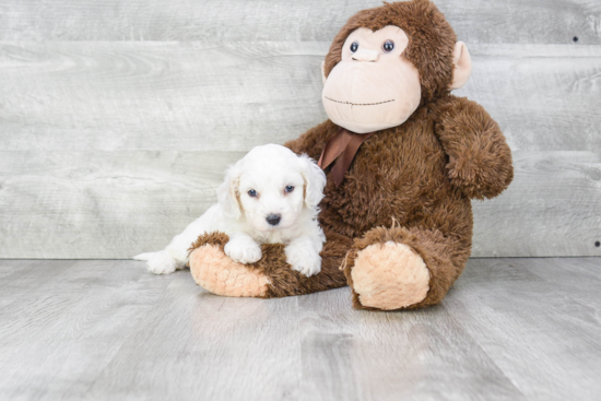 Sweet Cavachon Baby