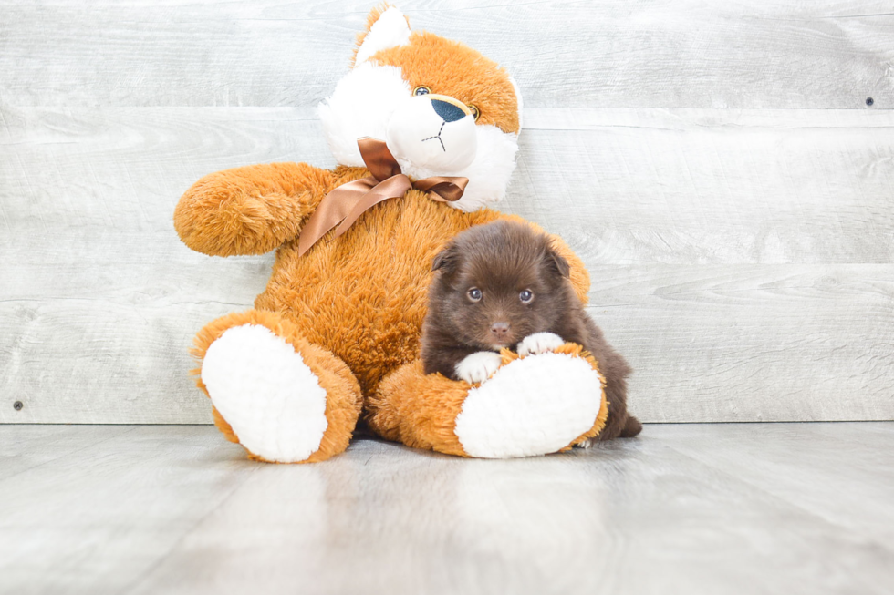 Playful Pomeranian Baby