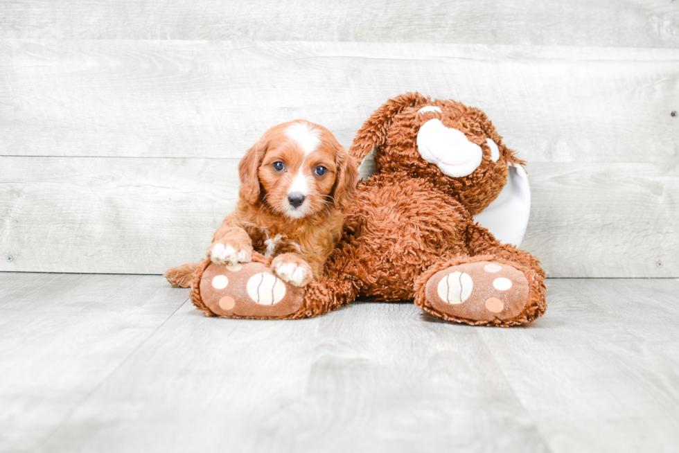 Best Cavapoo Baby