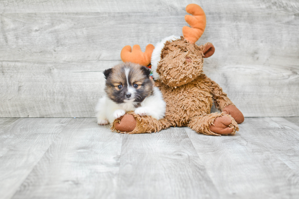 Playful Pomeranian Baby