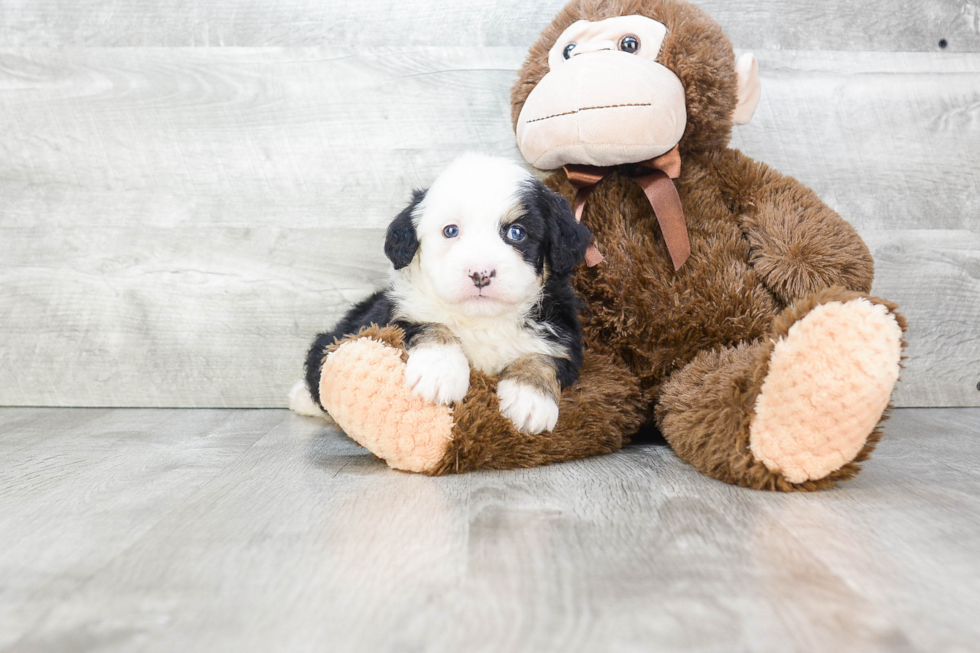 Playful Mini Berniedoodle Poodle Mix Puppy