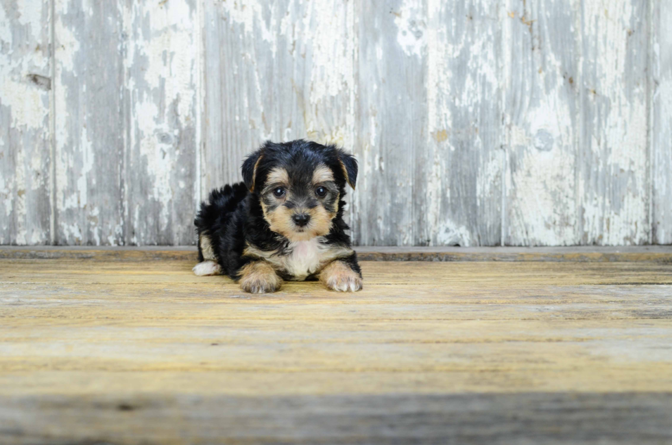 Morkie Puppy for Adoption