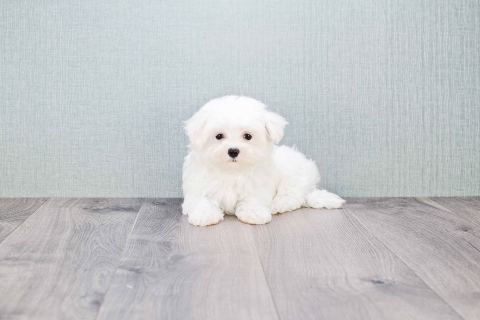 Maltese Puppy for Adoption