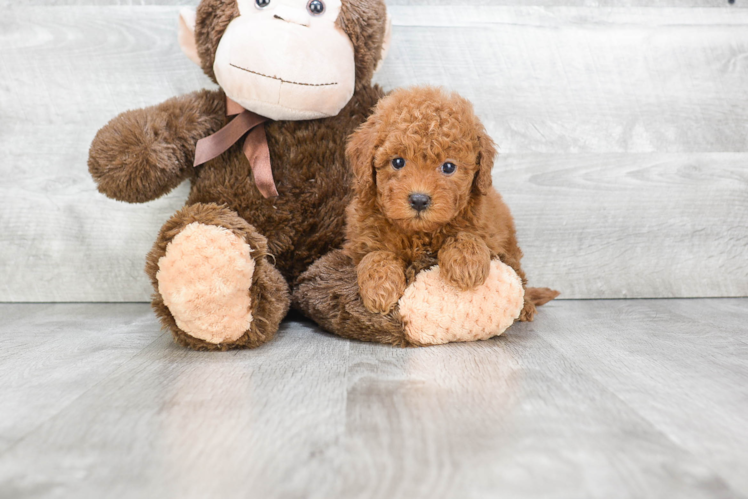 Cavapoo Pup Being Cute