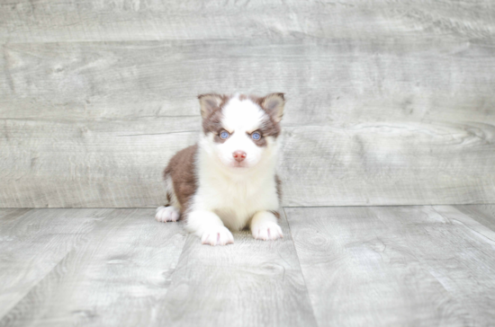 Friendly Pomsky Baby