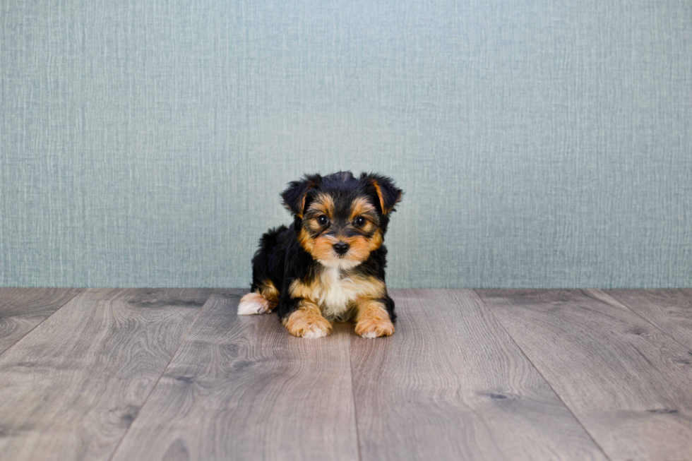 Meet Rihanna - our Yorkshire Terrier Puppy Photo 
