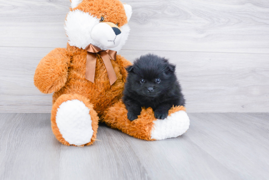 Best Pomeranian Baby