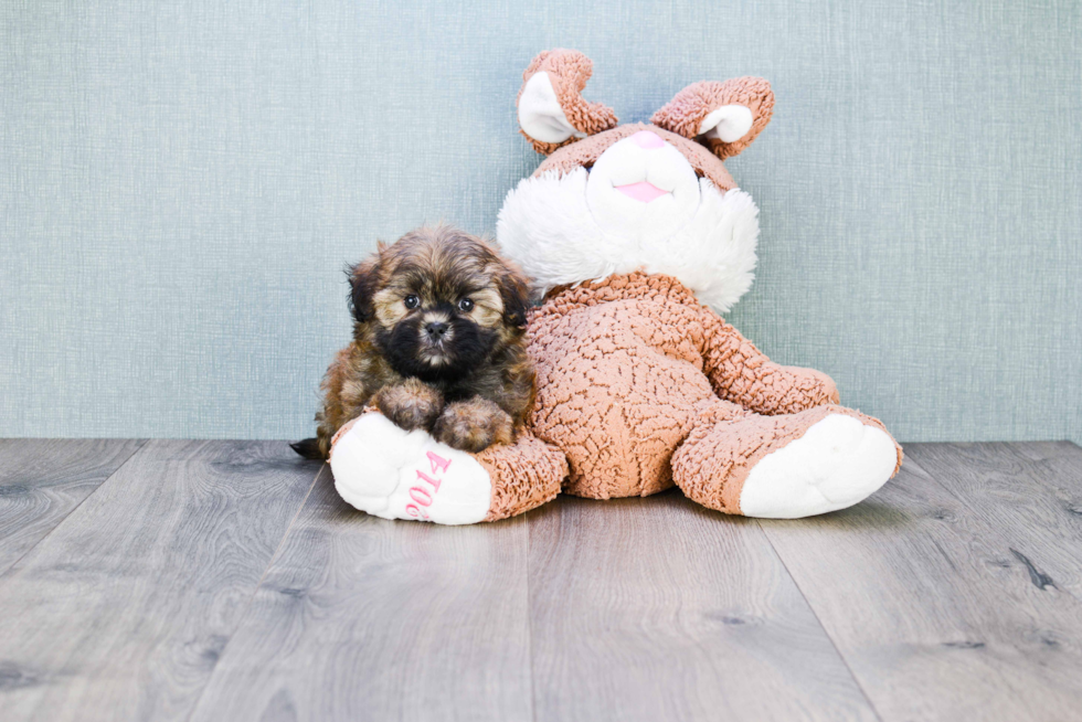 Teddy Bear Puppy for Adoption