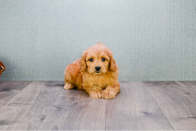 Best Mini Goldendoodle Baby