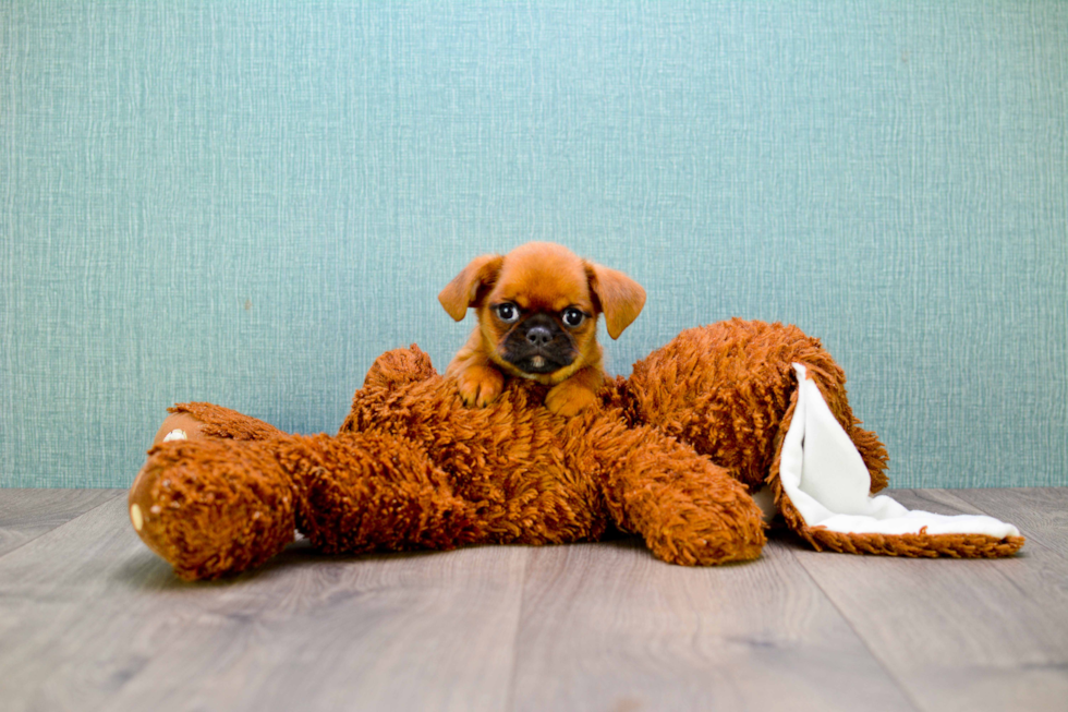 Best Brussels Griffon Baby