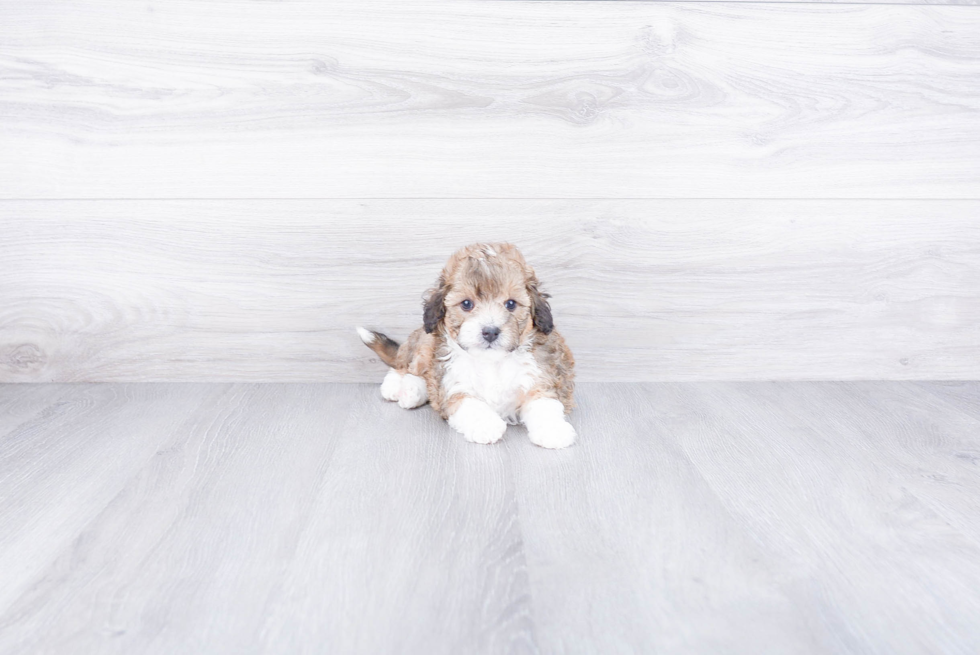 Mini Bernedoodle Pup Being Cute