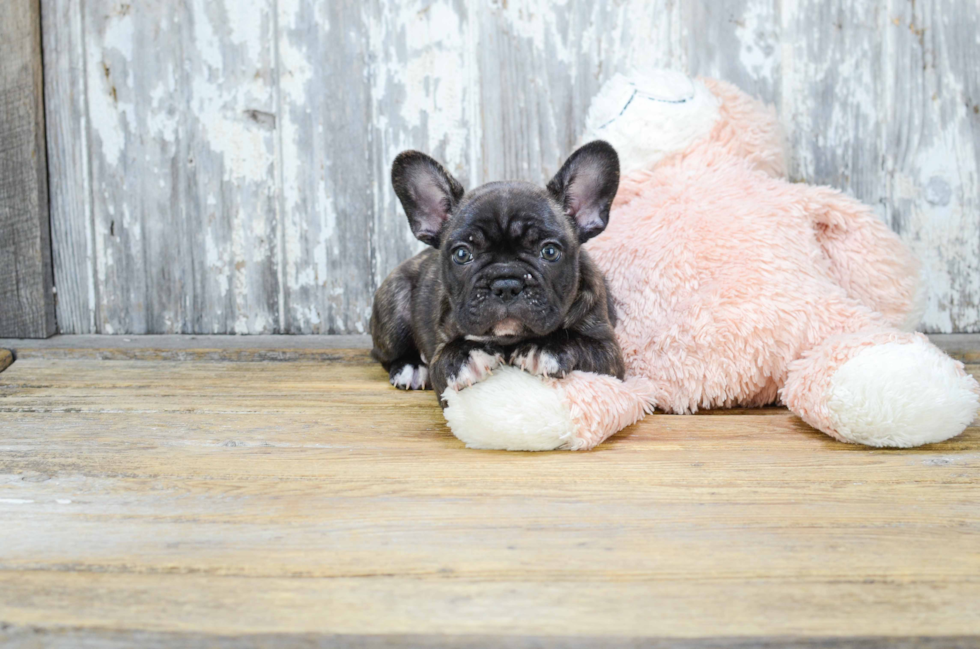 Funny French Bulldog Baby