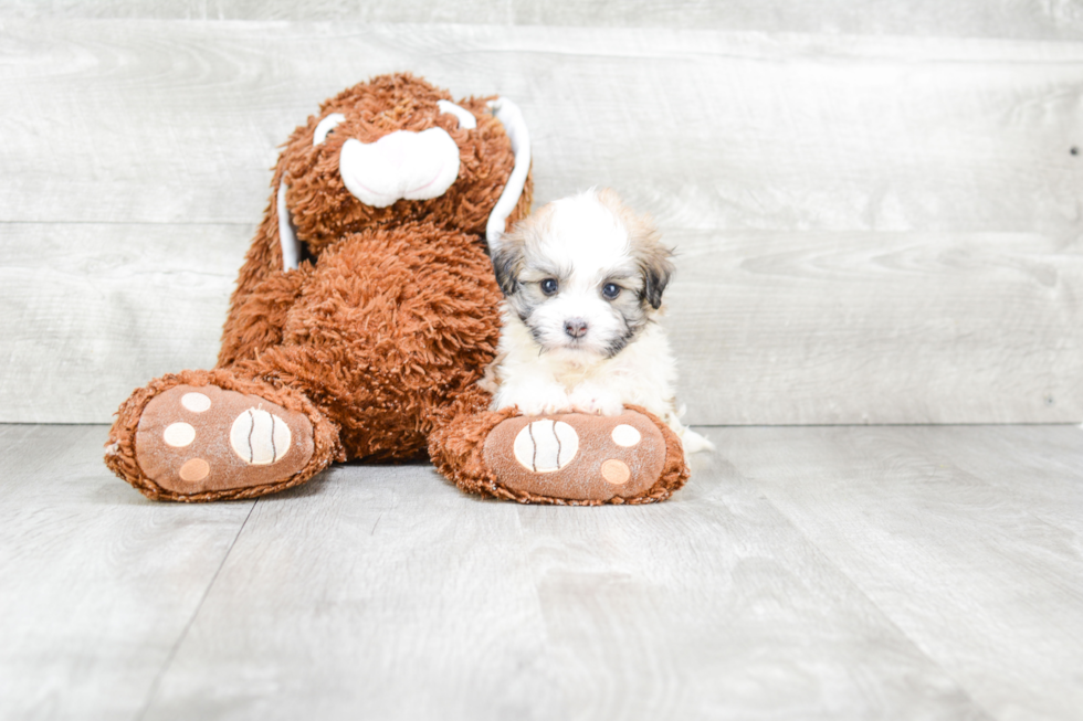 Little Havanese Baby