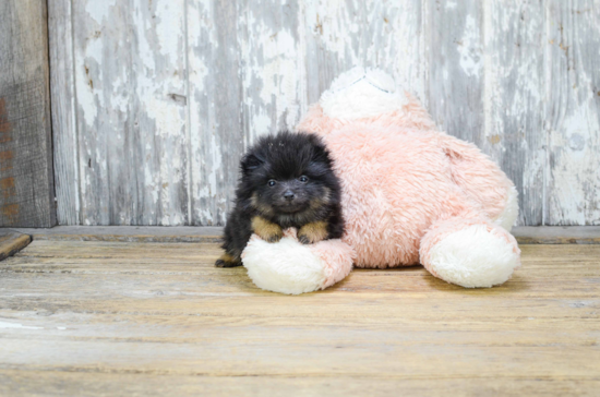 Playful Pomeranian Purebred Pup