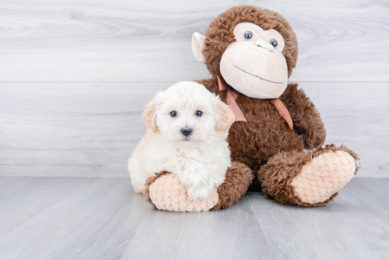 Happy Maltipoo Baby