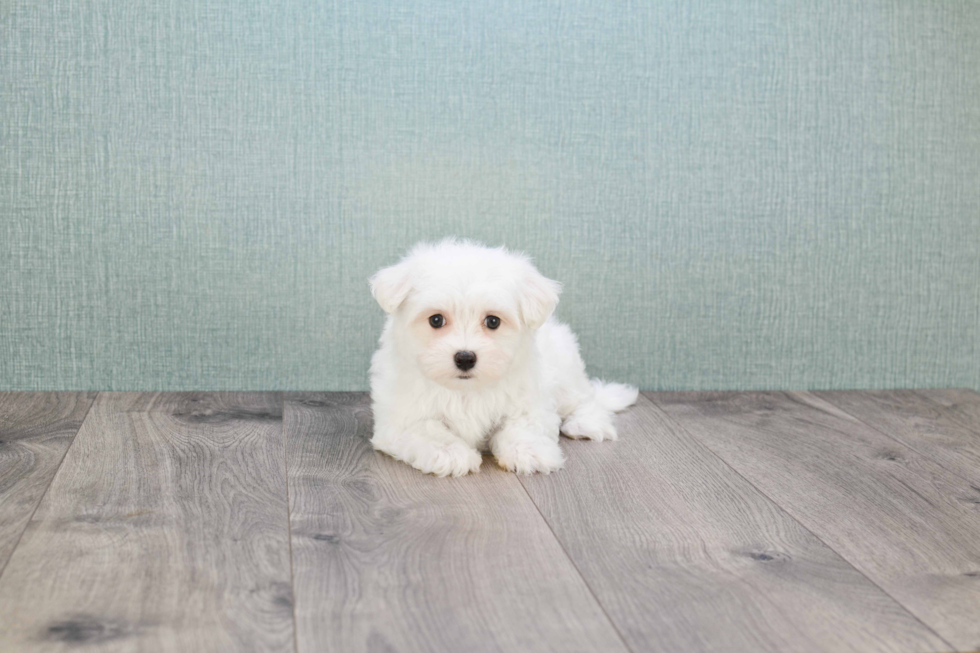 Adorable Maltese Purebred Puppy