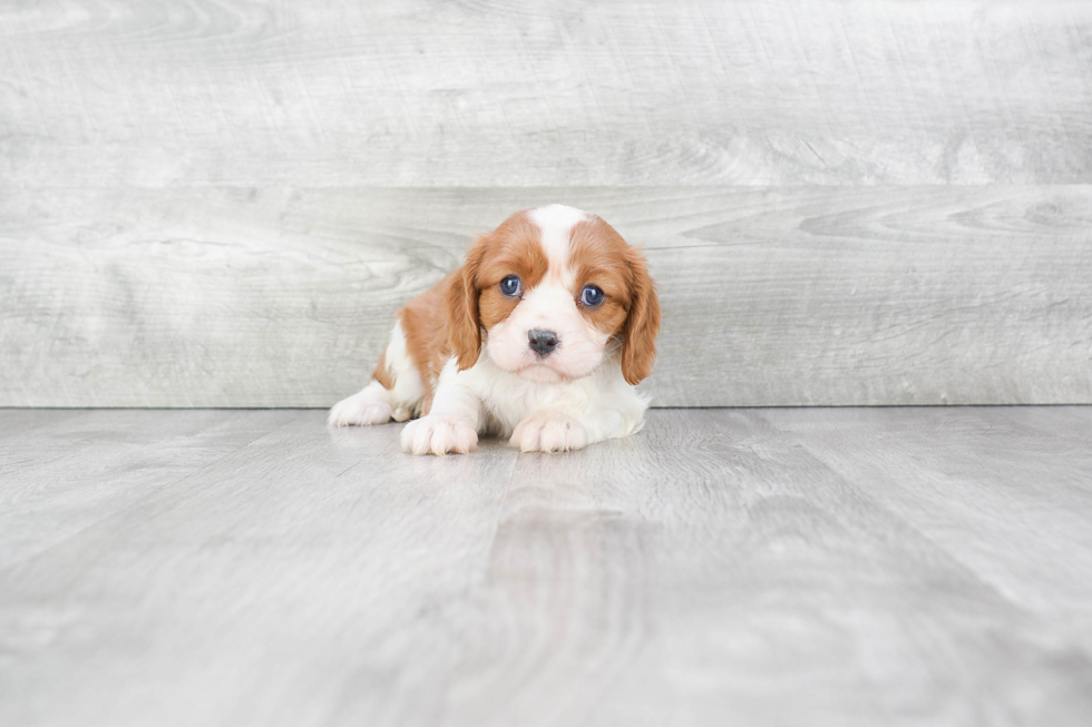 Popular Cavalier King Charles Spaniel Baby