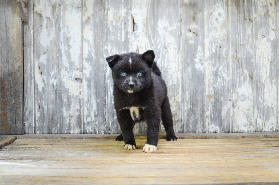 Petite Pomsky Designer Pup