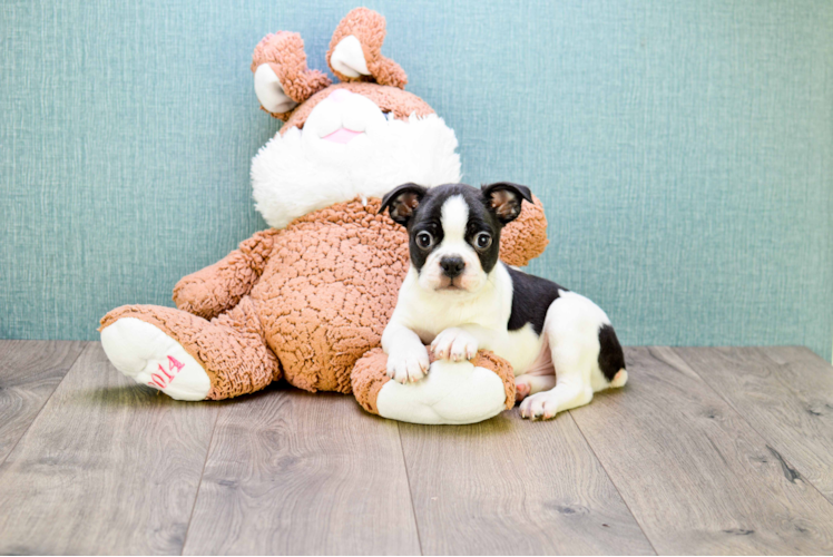 Playful Boston Terrier Baby