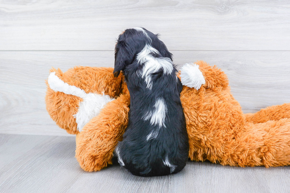 Cavalier King Charles Spaniel Puppy for Adoption