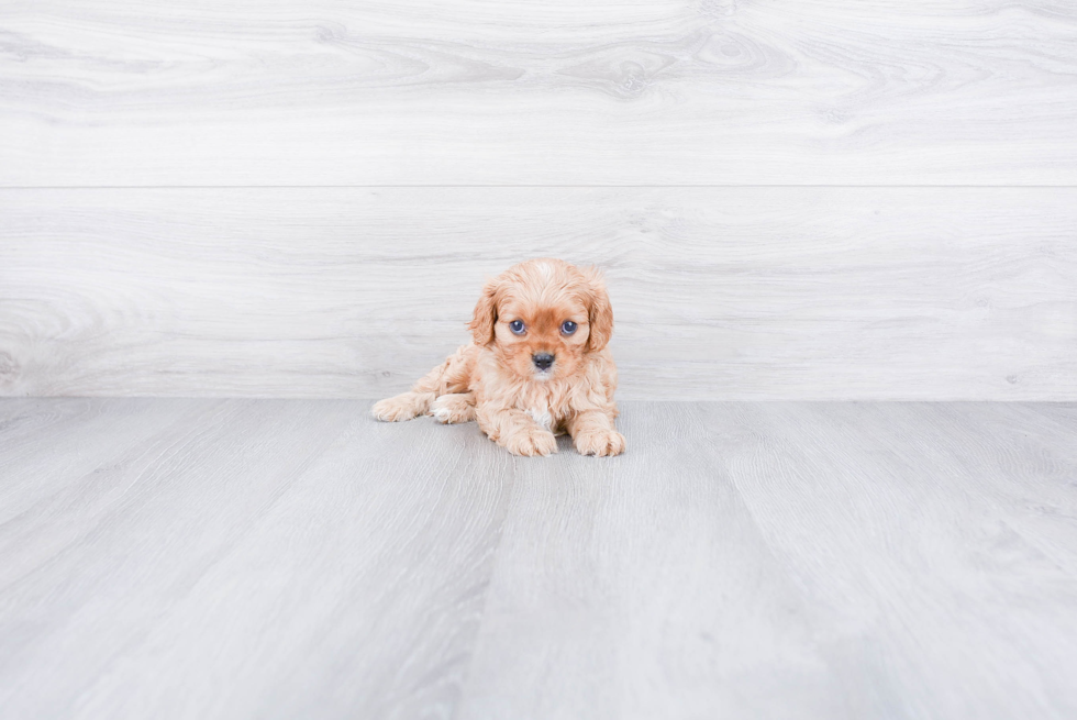 Little Cavalier King Charles Spaniel Baby