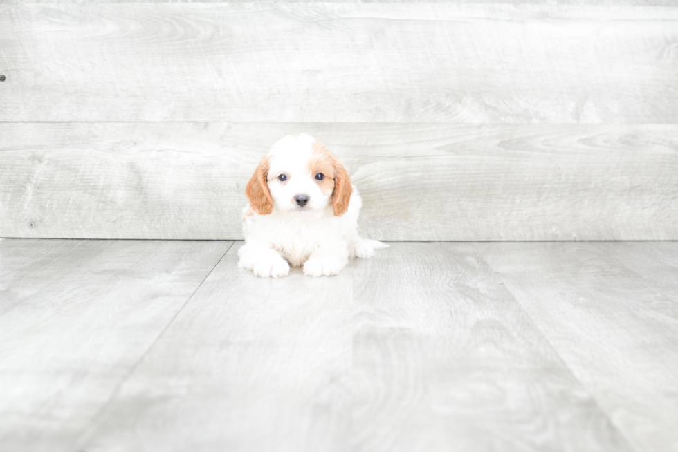 Cavapoo Puppy for Adoption