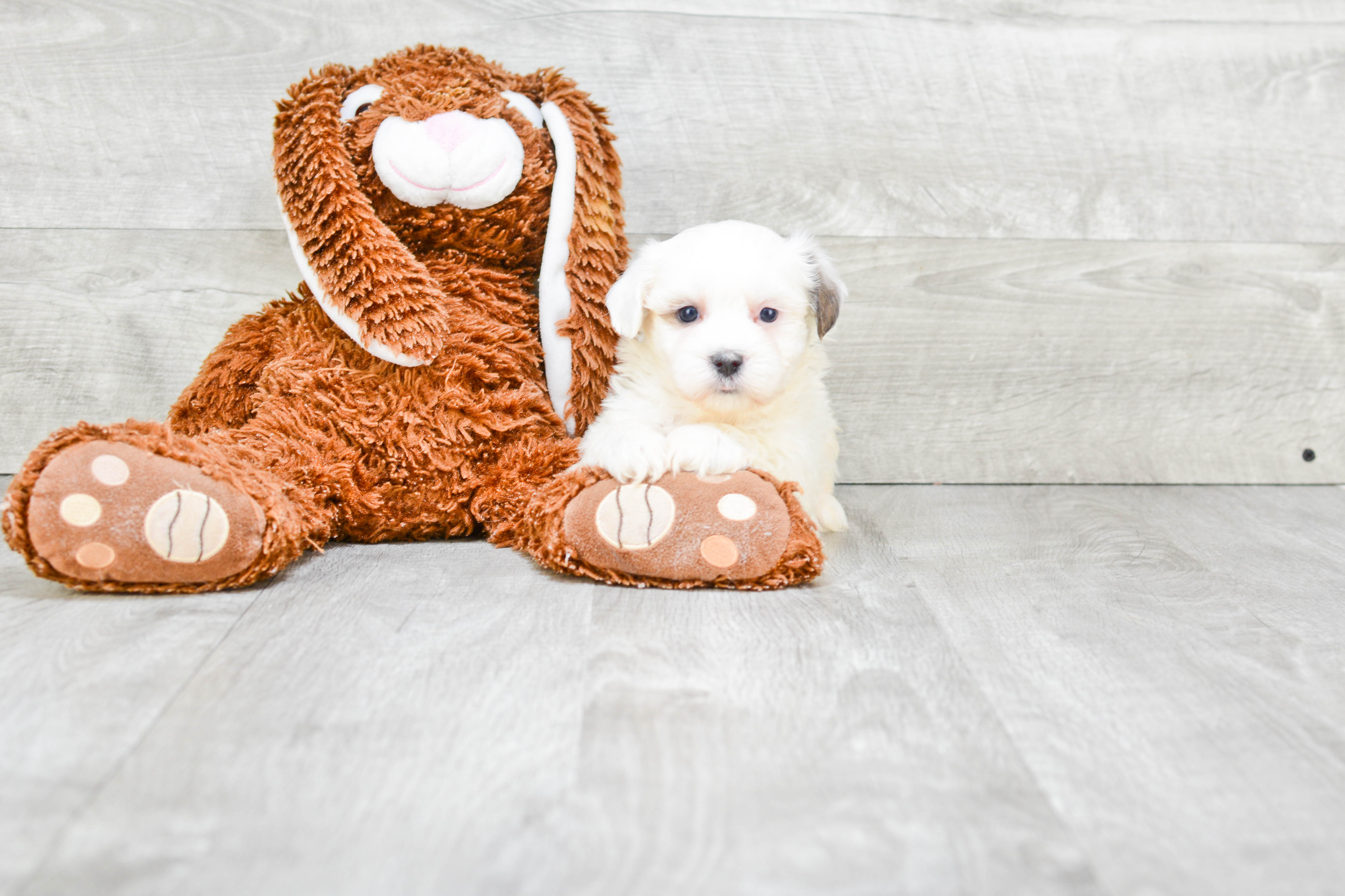 Smart Teddy Bear Designer Pup