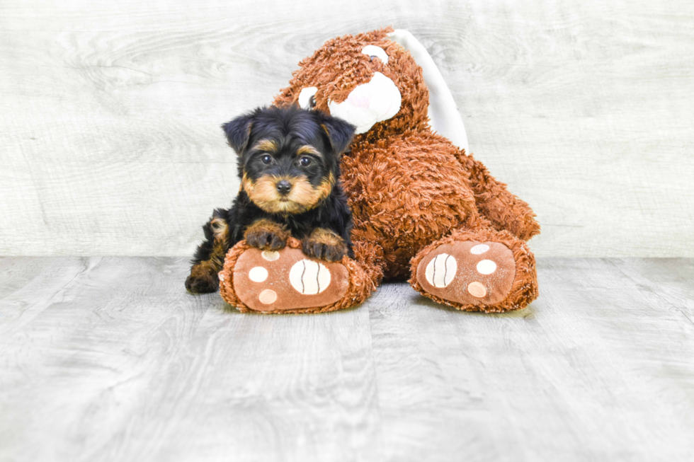 Meet Zoro - our Yorkshire Terrier Puppy Photo 