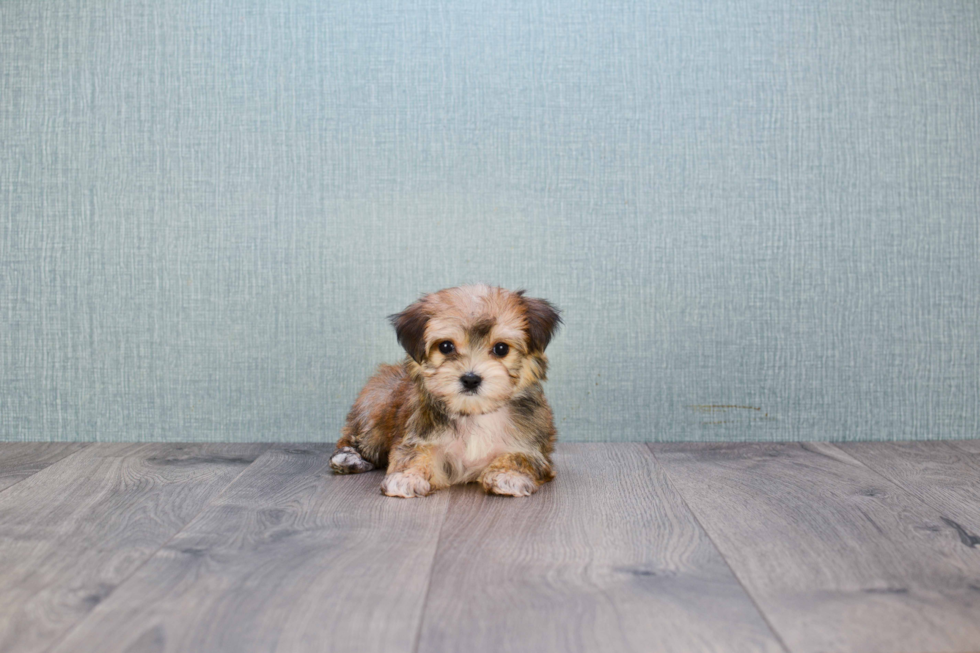 Energetic Yorkie Designer Puppy