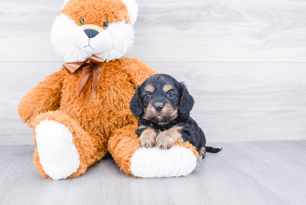 Best Cavapoo Baby