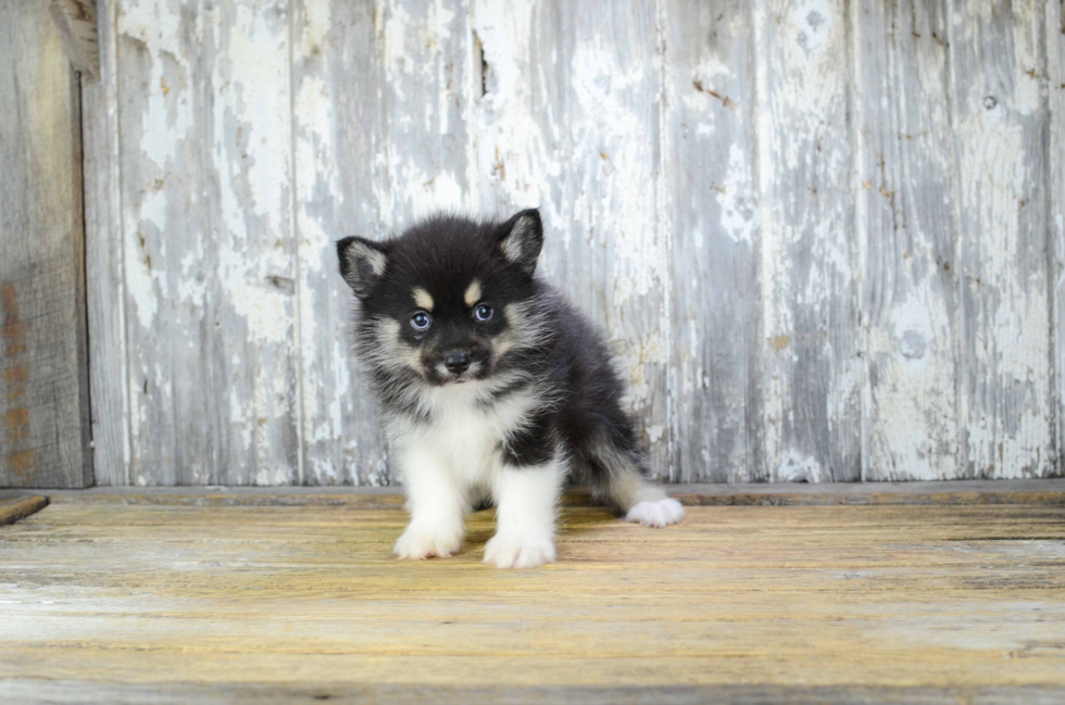 Small Pomsky Baby