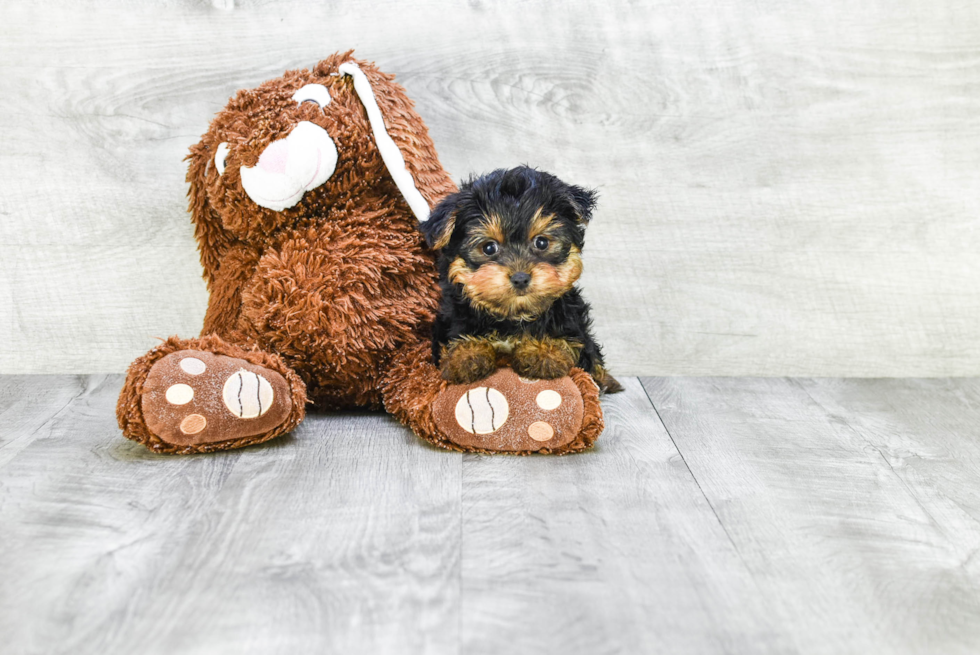 Meet Diddy - our Yorkshire Terrier Puppy Photo 