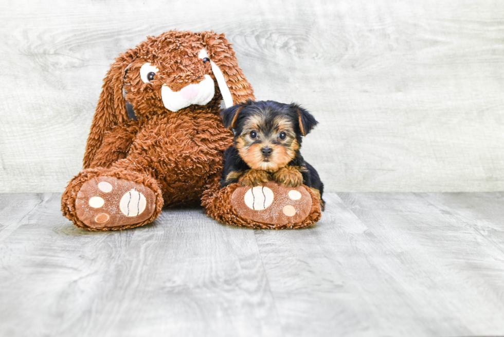 Meet Jeremy - our Yorkshire Terrier Puppy Photo 