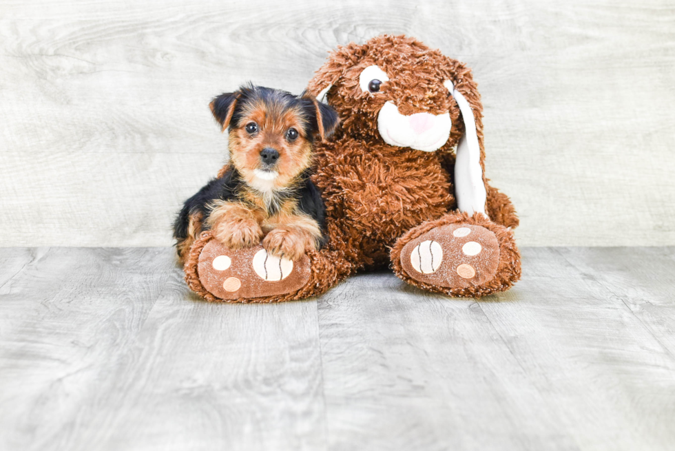 Meet Steph - our Yorkshire Terrier Puppy Photo 