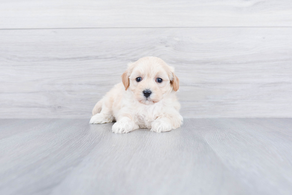 Playful Maltepoo Poodle Mix Puppy