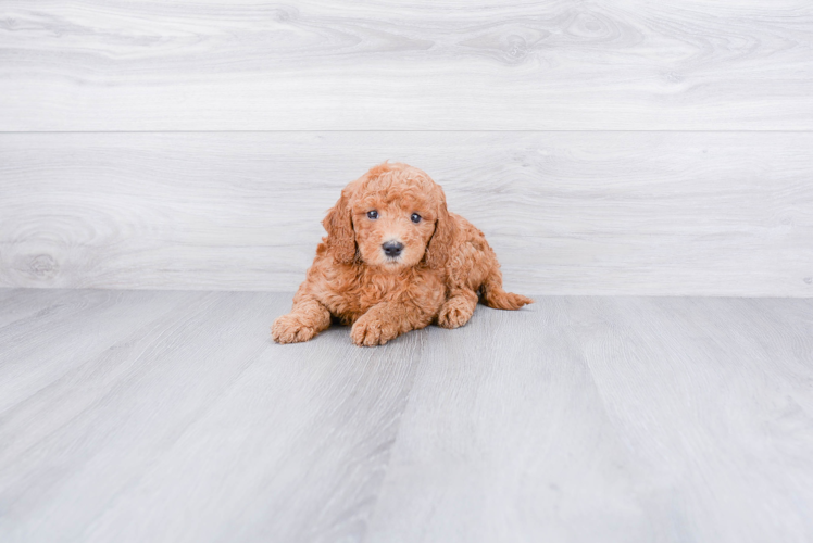 Friendly Mini Goldendoodle Baby