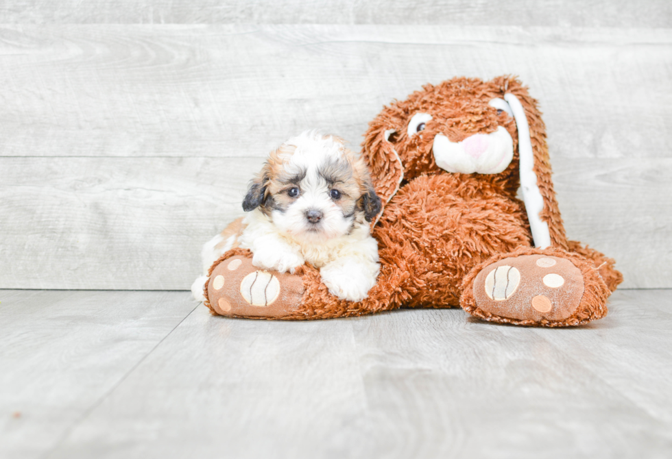 Popular Teddy Bear Designer Pup