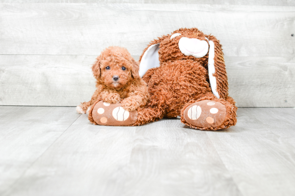 Best Cavapoo Baby