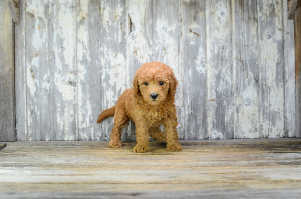 Sweet Mini Goldendoodle Baby