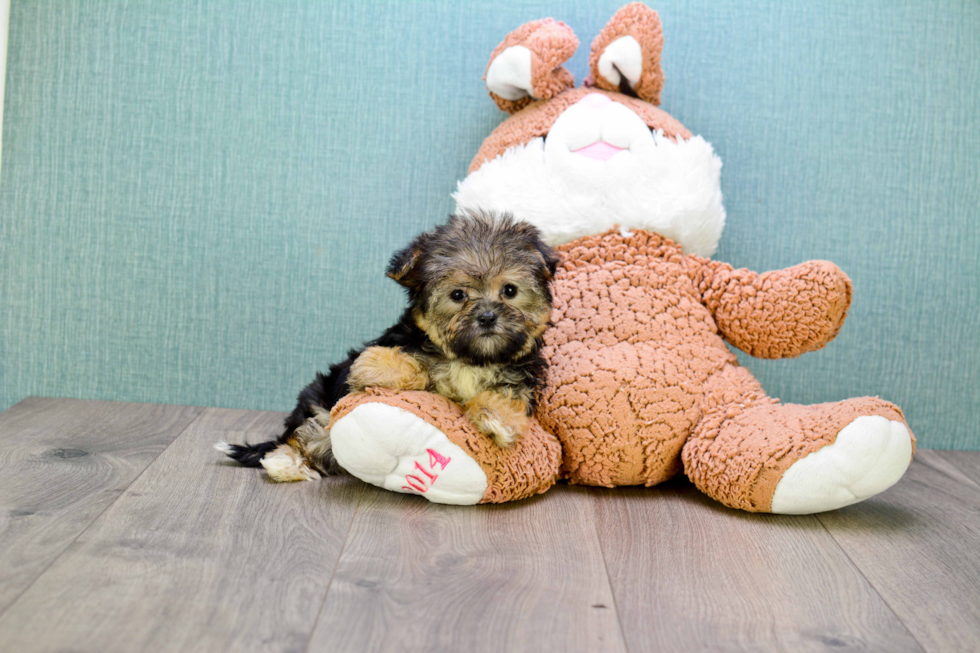 Morkie Pup Being Cute